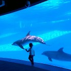 Anaya Running with Dolphins