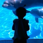 Jovie Meeting the Dolphins